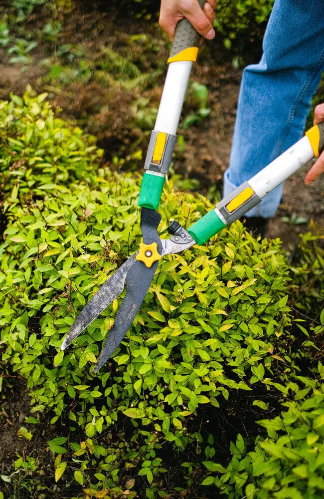 Gartenpflege und Grünanlagenpflege - Hecken schneiden